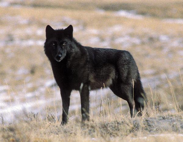 Photo of Canis lupus by Ian Gardiner